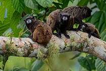 Black-Mantled Tamarin (Saguinus nigricollis) group with social grooming, Sumaco, Napo, Ecuador.