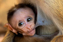 Toque macaque (Macaca sinica) baby feeding, Yala National Park, Southern Province, Sri Lanka.