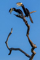 Malabar pied hornbills (Anthracoceros coronatus)?? perched in tree, Yala National Park, Southern Province, Sri Lanka.