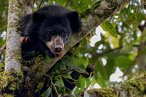 Spectacled or Andean Bear (Tremarctos ornatus) looking out from tree branch, Maquipucuna, Pichincha, Ecuador.