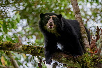 Spectacled or Andean bear (Tremarctos ornatus) Maquipucuna, Pichincha, Ecuador.??