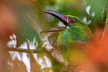 Crimson-rumped toucanet (Aulacorhynchus haematopygus) calling, ??Mashpi, Pichincha, Ecuador.??