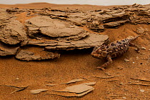 Namaqua chameleon (Chamaeleo namaquensis) Swakopmund, Erongo, Namibia.