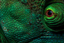 Parson&#39;s Chameleon (Calumma parsonii) close up of eye and skin, Andasibe-Mantadia National Park, Moramanga, Madagascar .