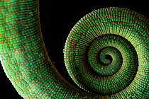 Parson&#39;s Chameleon (Calumma parsonii) Andasibe-Mantadia National Park, Moramanga, Madagascar.