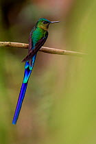 Violet-tailed sylph hummingbird (Aglaiocercus coelestis) Mindo, Pichincha, Ecuador .