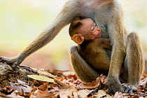 Toque macaque (Macaca sinica) with sleeping baby??, Yala National Park, Southern Province, Sri Lanka.
