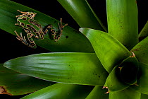 Andean marsupial frog (Gastrotheca riobambae) on bromeliad, Papallacta, Napo, Ecuador .