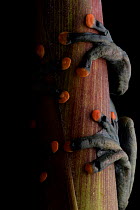 Linda&#39;s torrenteer frog (Hyloscirtus lindae) close up of feet with orange pads, Papallacta, Napo, Ecuador .