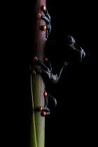 Linda's torrenteer (Hyloscirtus lindae) Papallacta, Napo, Ecuador.