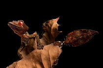 Satanic leaf tailed gecko (Uroplatus phantasticus) Anjozorobe, Antananarivo, Madagascar.