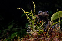 Linda's torrenteer frog (Hyloscirtus lindae) ??Papallacta, Napo, Ecuador.