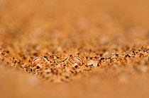 Sidewinding adder (Bitis peringueyi) hidden in the sand. Swakopmund, Namibia.
