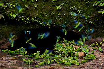 Cobalt-winged parakeets (Brotogeris cyanoptera) eating clay. Yasuni National Park, Orellana, Ecuador.