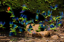 Cobalt-Winged Parakeets (Brotogeris cyanoptera) and an Orange-Cheek Parrot (Pionopsitta barrabandi) eating clay. Yasuni National Park, Orellana, Ecuador.
