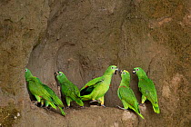 A flock of Mealy Amazon Parrot (Amazona farinosa) eating clay. Yasuni National Park, Orellana, Ecuador.
