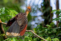 Hoatzin (Opisthocomus hoazin) Yasuni National Park, Orellana, Ecuador.