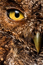 Peruvian screech-owl (Megascops roboratus) half face close up portrait, Macara, Loja, Ecuador.