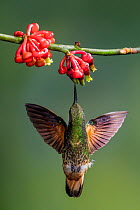 Buff-tailed coronet (Boissonneaua flavescens) drinking nectar from a flower. Mindo, Pichincha, Ecuador.