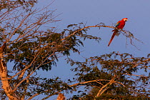 Scarlet Macaw (Ara macao) perched on a branch at sunset. Tambopata National Reserve, Madre de Dios, Peru.