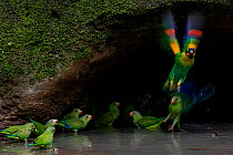 Cobalt-winged parakeets (Brotogeris cyanoptera) and an Orange-cheek parrot (Pionopsitta barrabandi) eating clay. Yasuni National Park, Orellana, Ecuador.