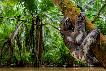 Juvenile of Three-Toed Sloth (Bradypus variegatus) hanging on a tree. Yasuni National Park, Orellana, Ecuador.