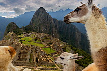 Three Llamas (Lama glama) resting in the Machu Picchu ruins. Urubamba, Peru. August, 2016.