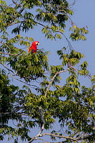 Scarlet macaw (Ara macao) perched on a branch above a claylick. Tambopata National Reserve, Madre de Dios, Peru.