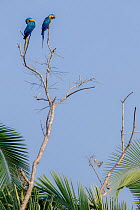 Two Blue and Yellow Macaws (Ara ararauna) perched on a brach above a claylick. Tambopata National Reserve, Madre de Dios, Peru.