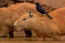 Capybara (Hydrochaeris hydrochaeris) with a Giant Cowbird (Scaphidura oryzivora). on back, Tambopata National Reserve, Madre de Dios, Peru.