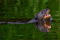 Giant river otter (Pteronura brasiliensis) swimming in an Amazonian lake. Tambopata National Reserve, Madre de Dios, Peru.