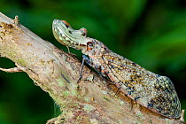 Peanut-headed lanternfly (Fulgora laternaria) Yasuni National Park, Orellana, Ecuador.