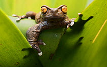 Tapichalaca torrenteer frog(Hyloscirtus tapichalaca) male on a bromeliad, Tapichalaca Reserve, Loja, Ecuador.