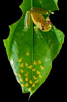 Coastal glassfrog (Cochranella litoralis) on leaf with eggs. San Lorenzo, Esmeraldas, Ecuador.