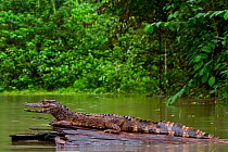 Crowned dwarf caiman (Paleosuchus trigonatus) male resting on a log. Yasuni National Park, Orellana, Ecuador.
