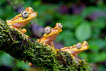 Imbabura Tree Frogs (Boana picturatus) perched on a branch. Bilsa, Esmeraldas, Ecuador.