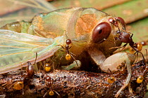 Ants (Formicidae) attacking newly emerged cicada (Cicadacae), Yasuni National Park, Ecuador . Highly commended in the Invertebrates Category of the Wildlife Photographer of the Year Awards (WPOY) Comp...