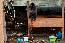 Woolly monkey (Lagothrix lagotricha) tied up in a indigenous community house, as an illegal pet. Dureno, Sucumbos, Ecuador.