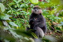 Purple-faced langur (Trachypithecus vetulus) holding stick and looking up, Sinharaja, Southern Province, Sri Lanka.