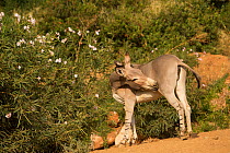 Critically endangered Somali wild ass scratching, captive.