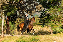 Man riding a Trocha mare in trot, Rionegro, Antioquia, Colombia.
