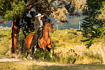 Man riding a Trote Y Galope stallion in canter, Rionegro, Antioquia, Colombia. August.