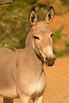 Portrait of a critically endangered Somali wild ass (Equus africanus somaliensis) standing alert, captive.