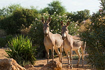 Two critically endangered Somali wild asses (Equus africanus somaliensis) standing alert, captive.