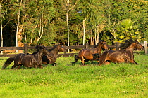 Four Paso Fino mares (Equus ferus caballus) galloping in a field, Rionegro, Antioquia, Colombia. August.