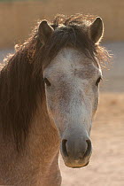 Portrait of a critically endangered Skyros stallion (Equus ferus caballus), Greece. September.