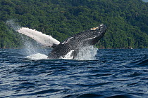 Humpback whale (Megaptera novaeangliae) breaching, Nuqui, Choco, Colombia. August.