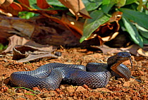 Northern pine snake (Pituophis melanoleucus lodingi) captive  occurs in Alabama and Lousiana, USA
