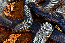 Northern pine snake (Pituophis melanoleucus lodingi) captive  occurs in Alabama and Lousiana, USA