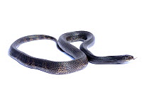 Northern pine snake (Pituophis melanoleucus lodingi) on white background, captive  occurs in Alabama and Lousiana, USA